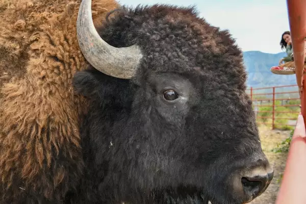 bisonte americano
