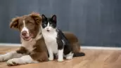 beneficios-esterilizar-mascotas