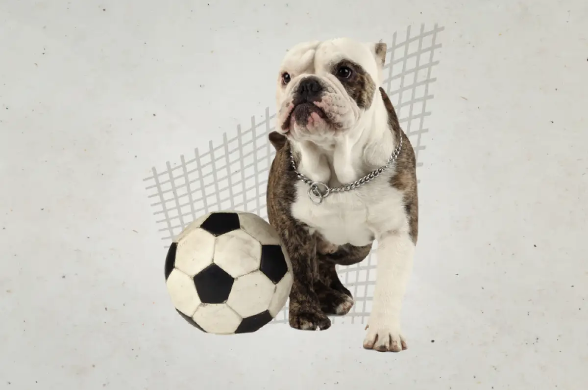 Pet-friendly-Estadio-Querétaro