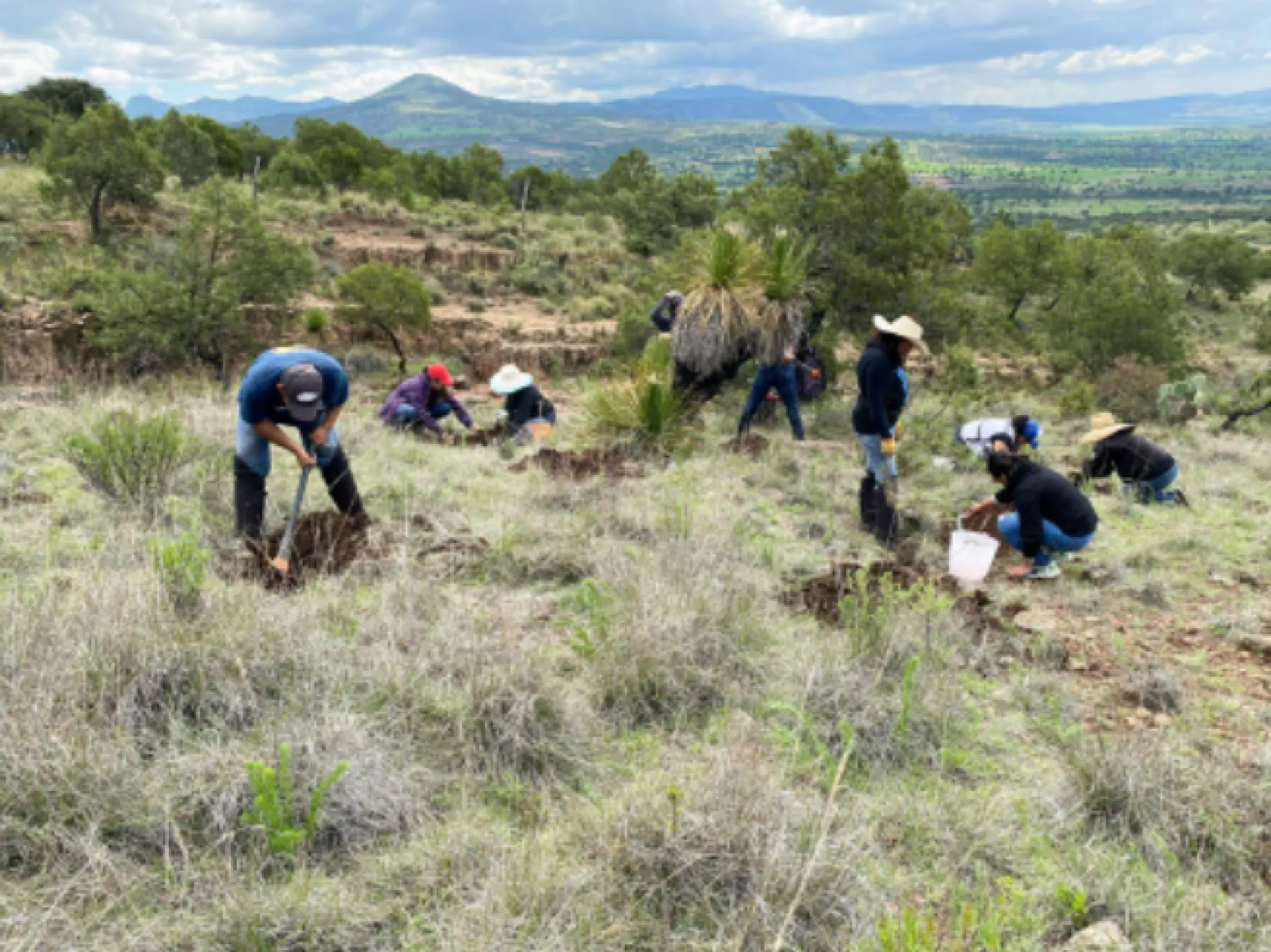 Varias personas se encuentran en un campo mientras realizan tareas del proyecto de restauración de Llanos de Apan, de Mercado Libre.