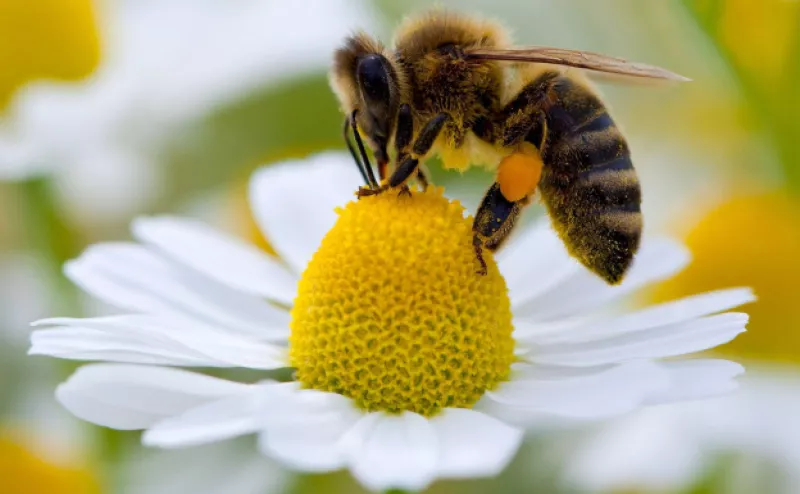 Las abejas también consumen nicotina y cafeína