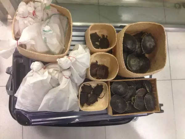 Tráfico de animales