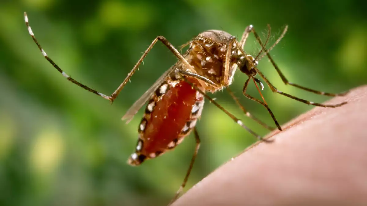 mosquito dengue