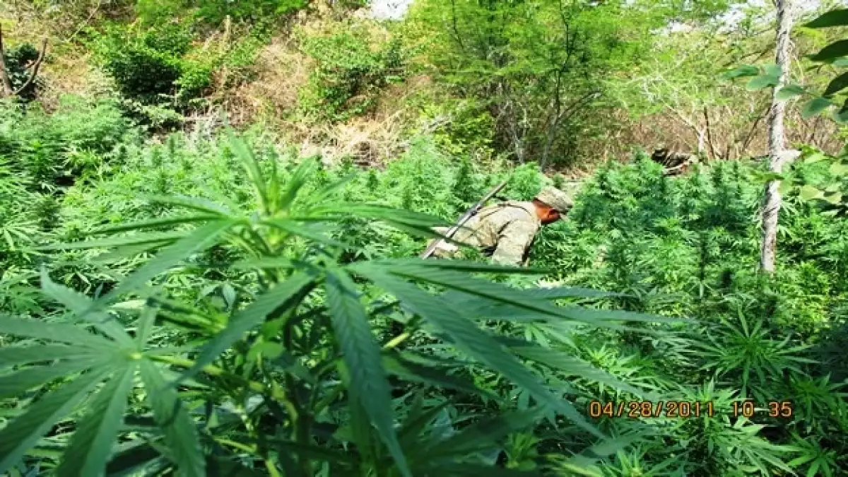 Operativo drogas Michoacán
