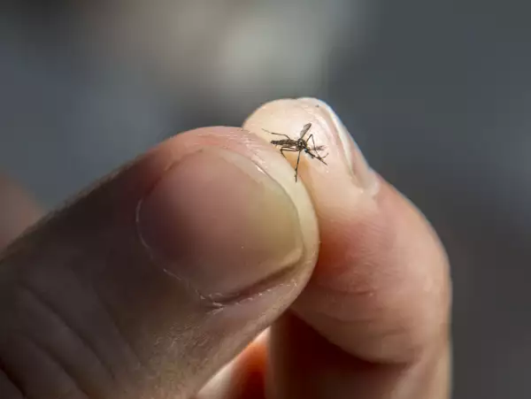 Striped mosquitoes are eating blood on human skin. Mosquitoes are carriers of dengue fever and malaria.Dengue fever is very widespread during the rainy season.