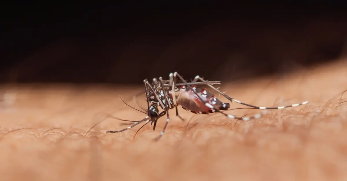expansion-virus-chikungunya.jpg