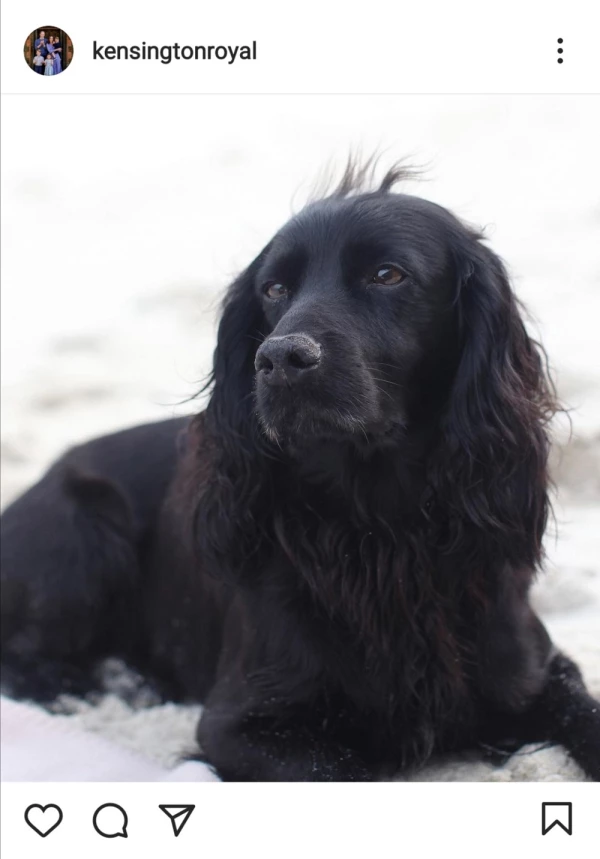 Lupo