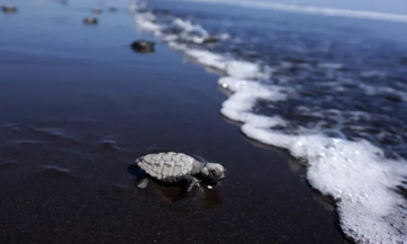 Hasta el momento, se desconoce con exactitud la aportación del mar a la economía mexicana. (Foto: Reuters)