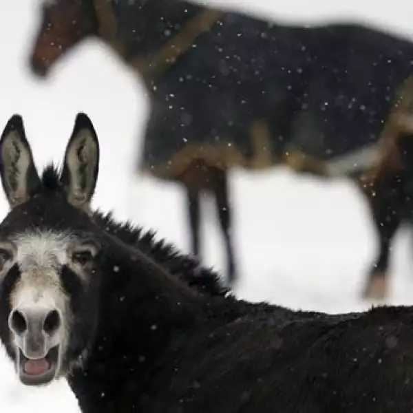 burro y caballo en tormenta de nieve