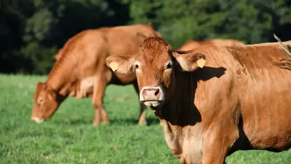 Limousine cows grazing in a field, France.