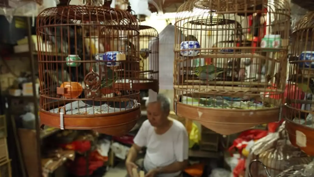Duenio pájaros gripe aviar