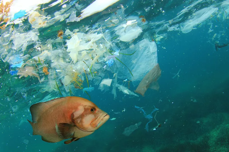 microplasticos