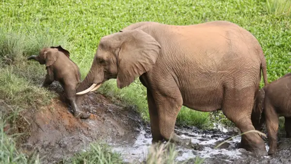 Una mamá elefante ayudando a su hijo elefante a subir una pequeña pendiente.