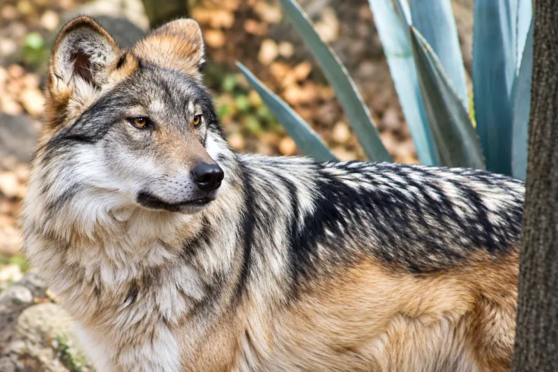Lobo mexicano de pelaje gris, negro y café observa de perfil en un entorno de vegetación y rocas.