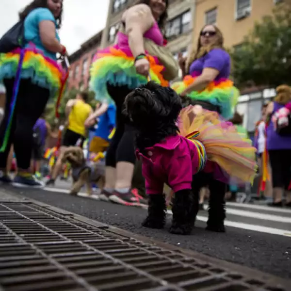 Hasta las mascotas fueron disfrazadas para participar en el desfile.