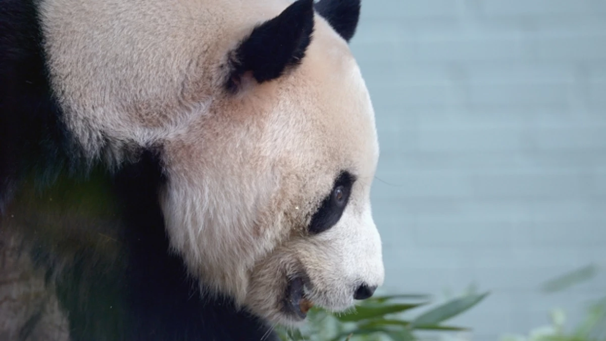 panda