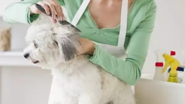Pets