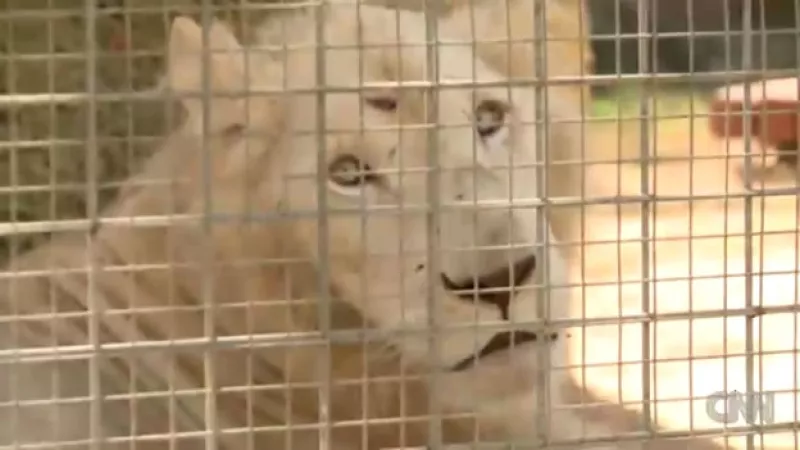 libia zoologico leon