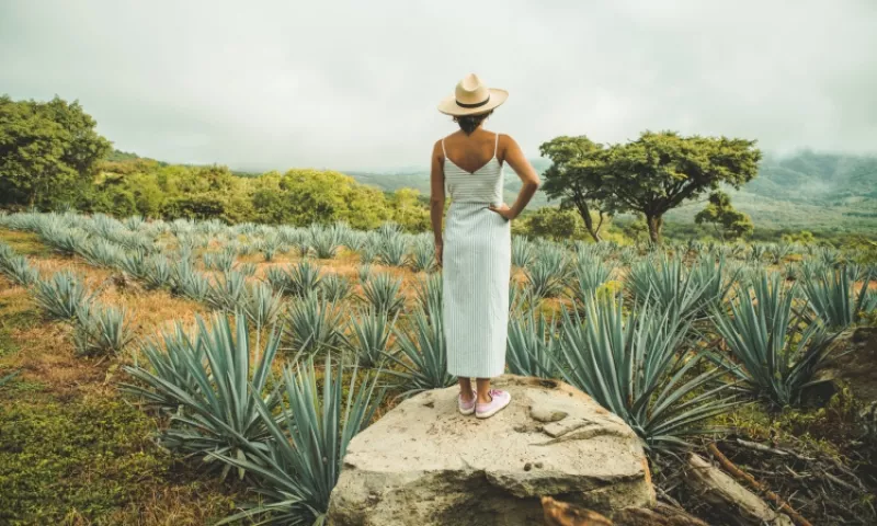 Mujeres hacen mezcal con causa