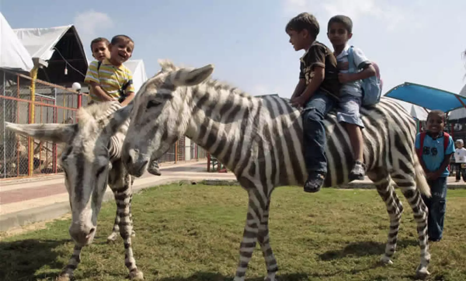 Un zoológico de Gaza muestra a dos burros blancos pintados en reposición de las cebras que murieron de hambre durante la ofensiva militar israelí de 2008. El dueño del zoológico afirma que hubiera costado demasiado llevar al animal real.