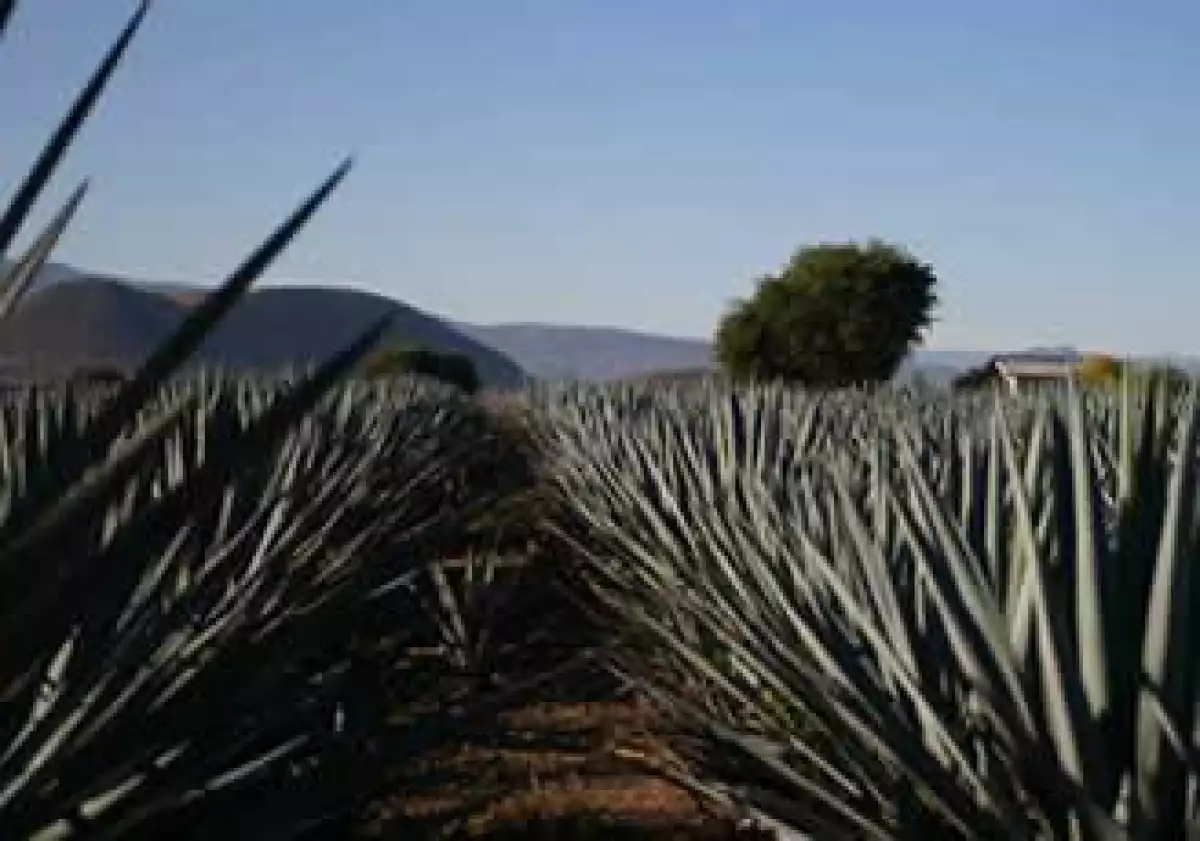 Tequila