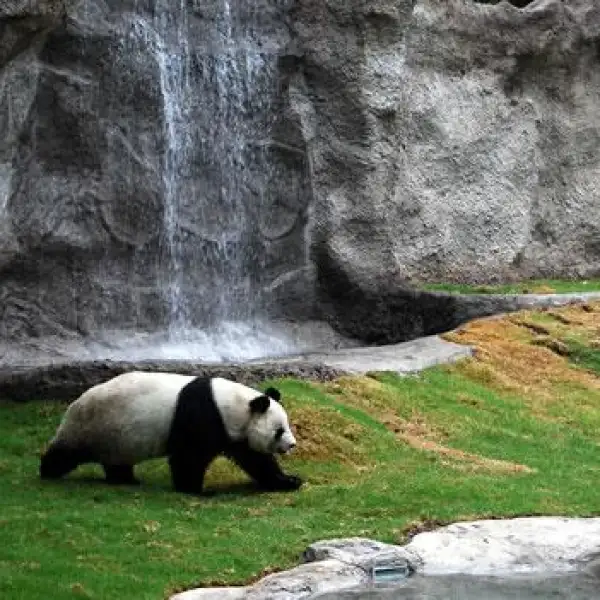 Panda Shuan Shuan