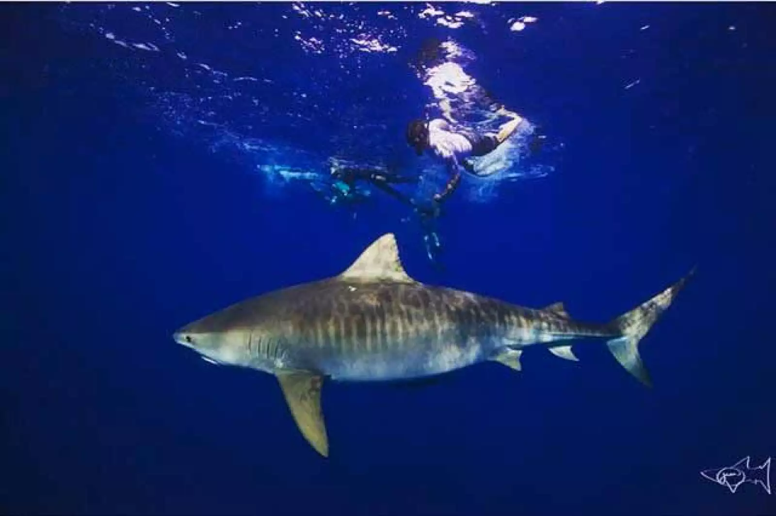 El actor Zac Efron nos sorprendió hace unos días al compartir imágenes de su experiencia al nadar con tiburones en Hawái, además envió un mensaje en favor de la conservación de esta especie.