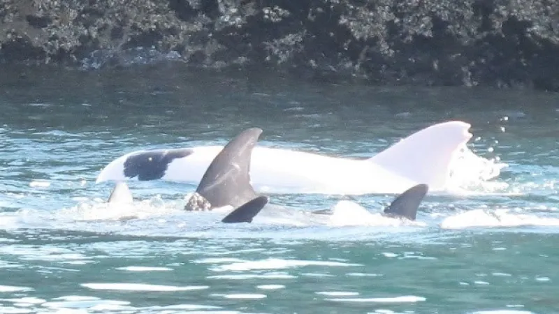 delfin albino