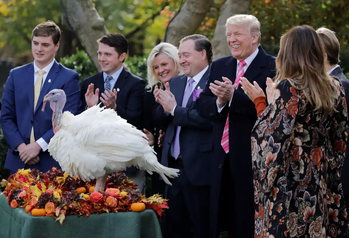 Trump pavo