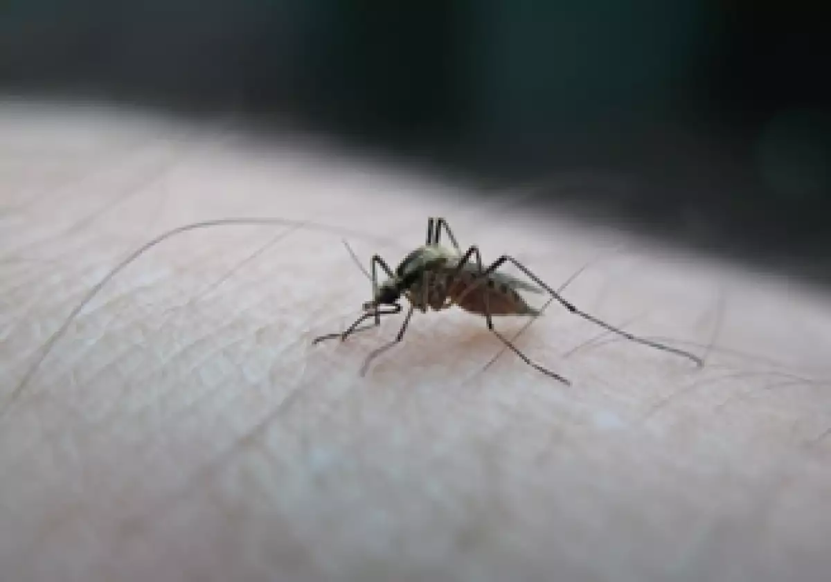 dengue-casos-mexico