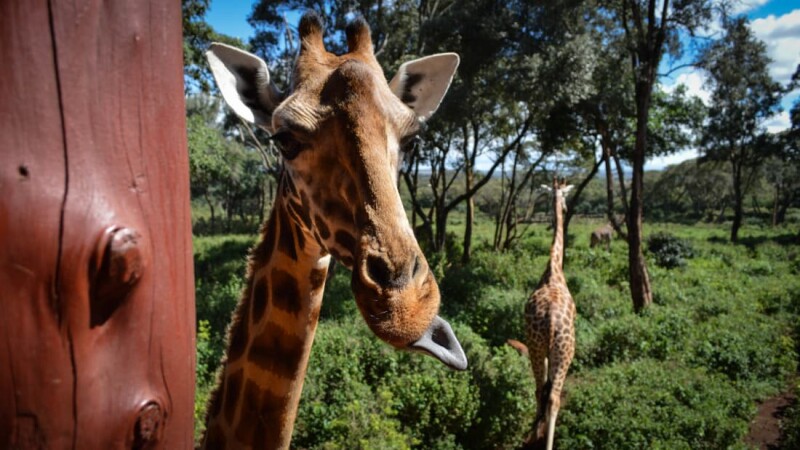Kenia