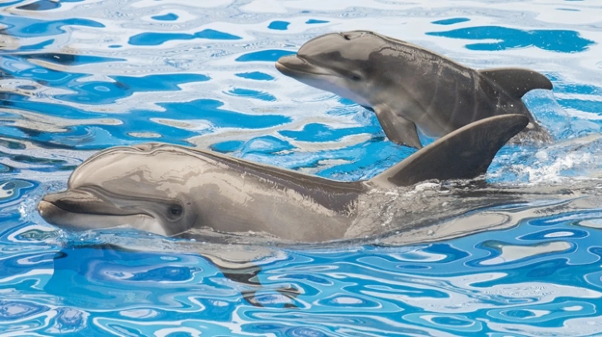 delfines
