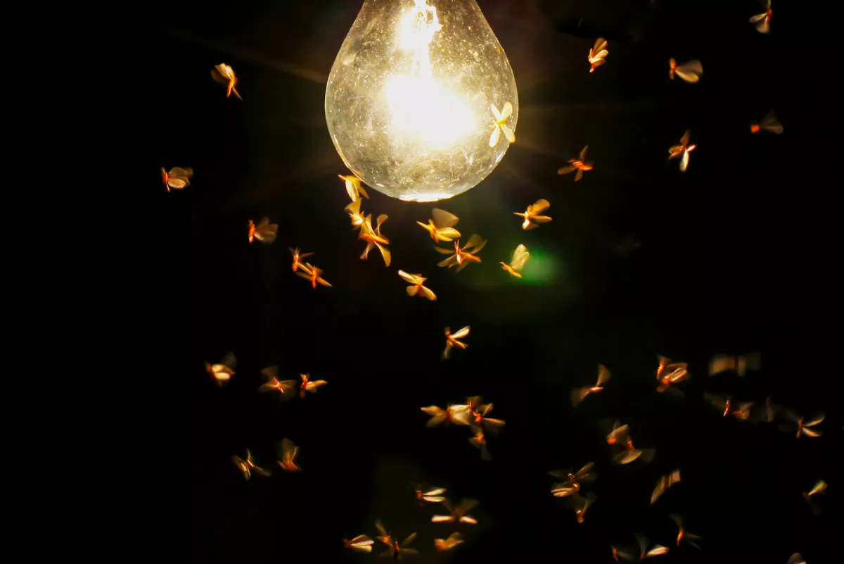 insectos