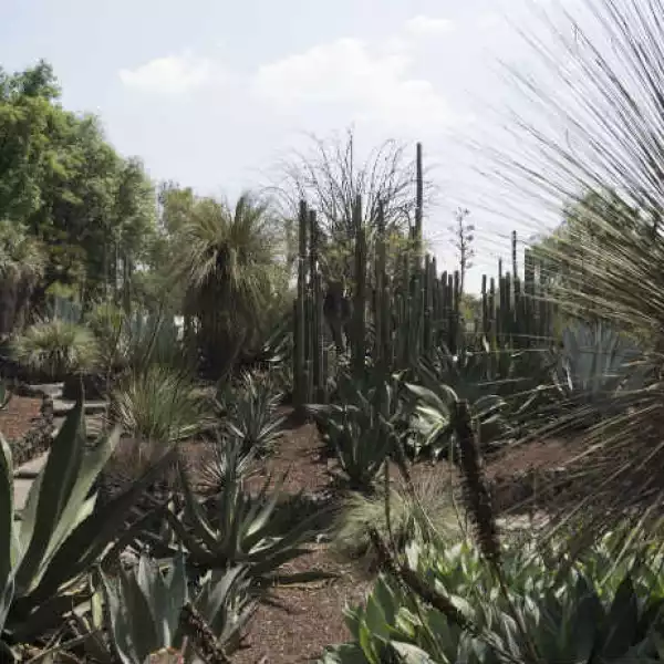 D�a Jard�n Bot�nico UNAM 3