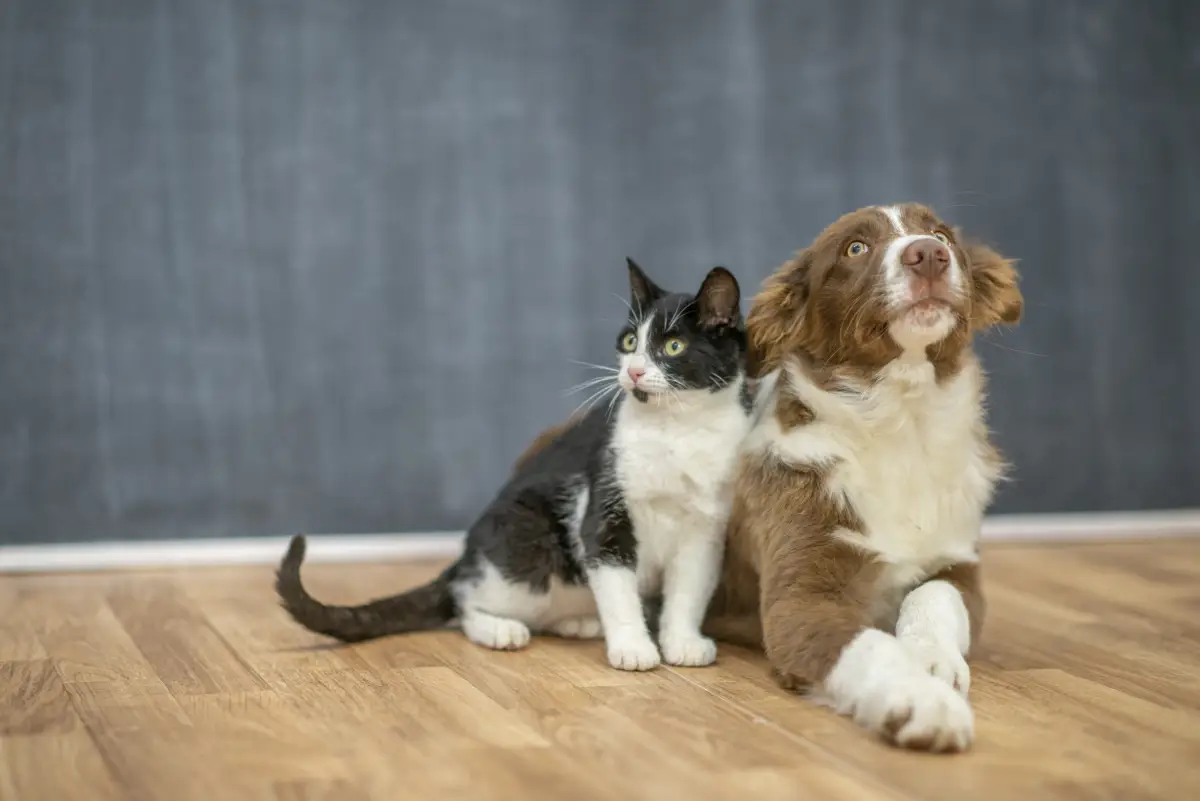 Super cute dog and cat best friends