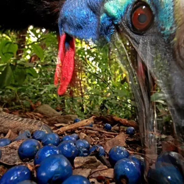 Christian Ziegler World Press Photo