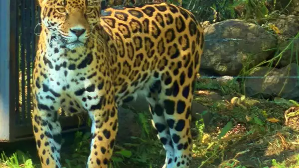 refugio jaguar mexico