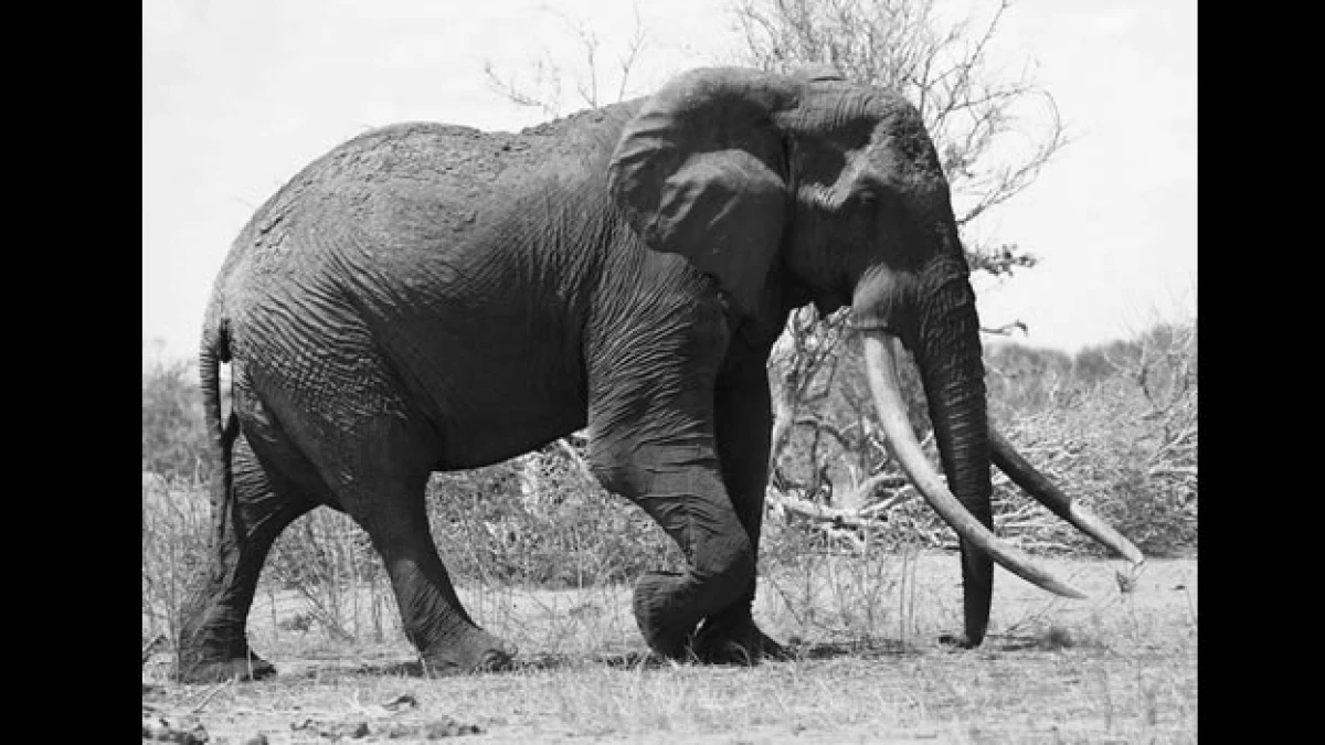 elefante Satao en vida
