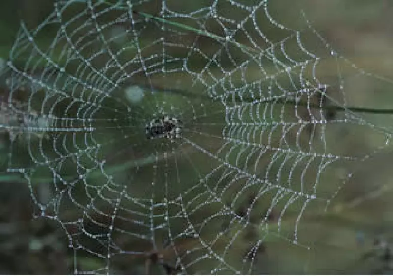 Tanto en hombres como en mujeres, lo más temido son las arañas. (Foto: Jupiter Images)