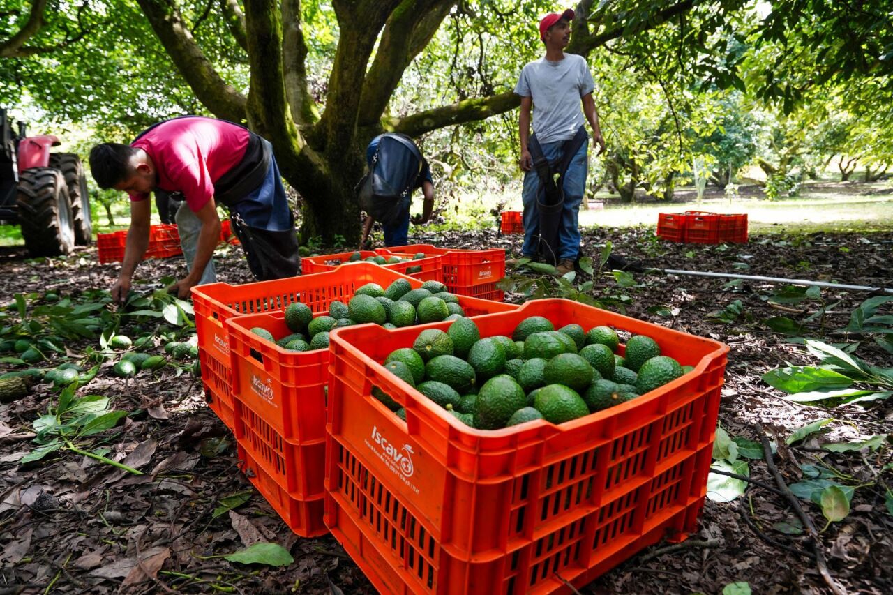 Alerta de seguridad de EU frena embarques de aguacate michoacano para exportación