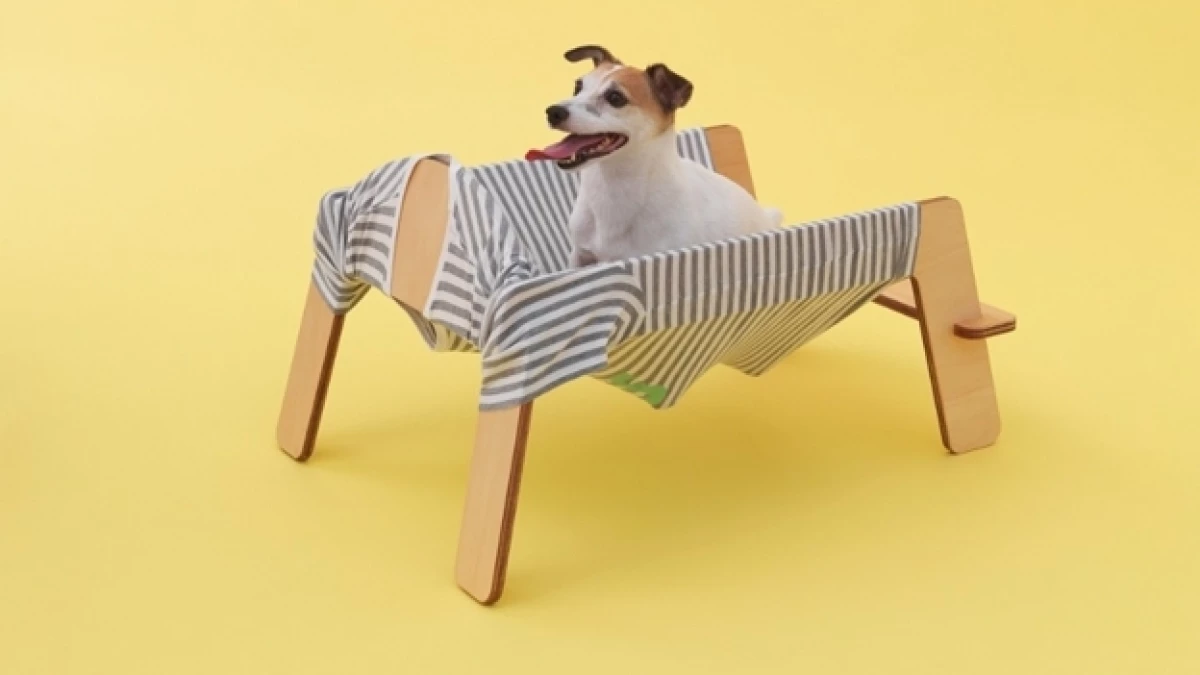 arquitectura perro12