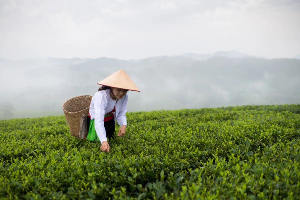 Camellia sinensis