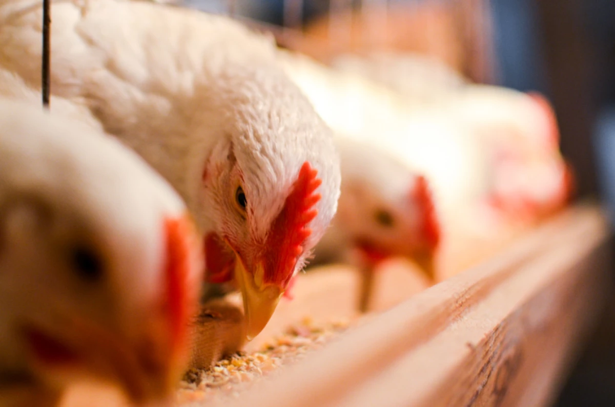 Pollo.