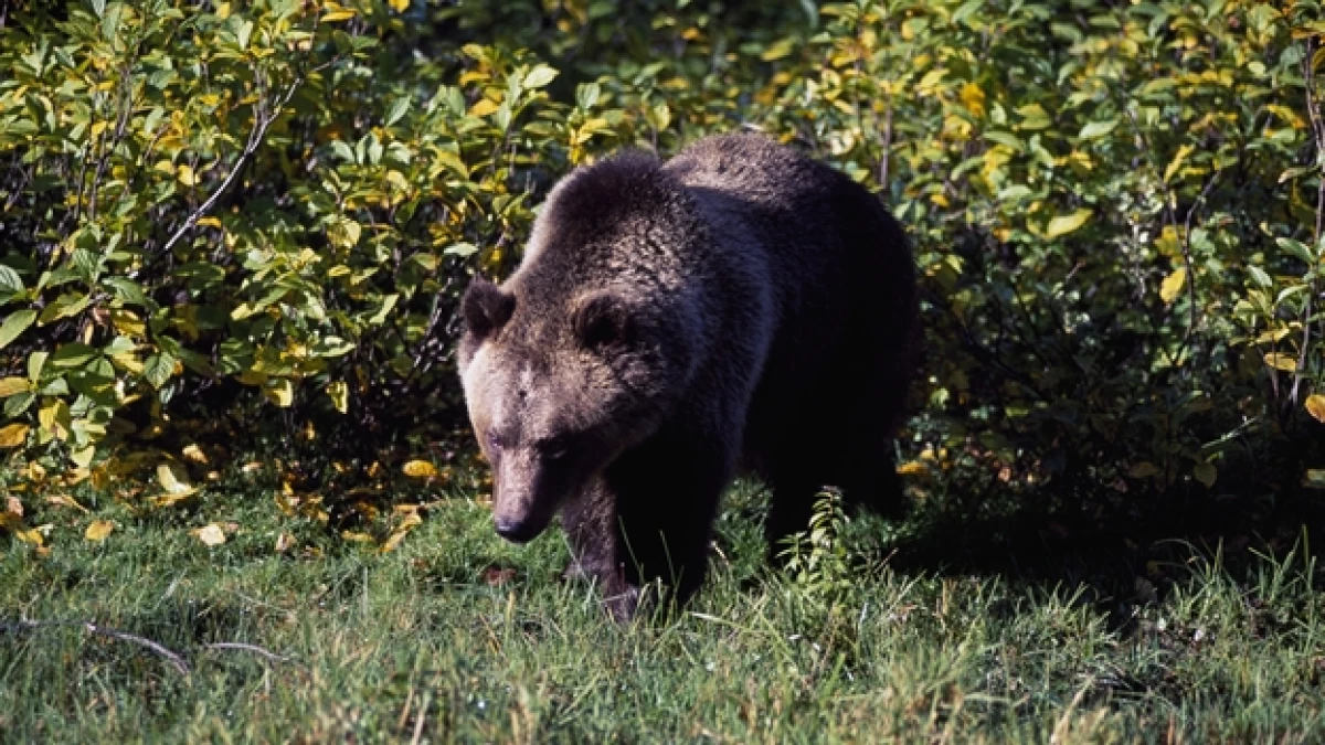 oso grizzly