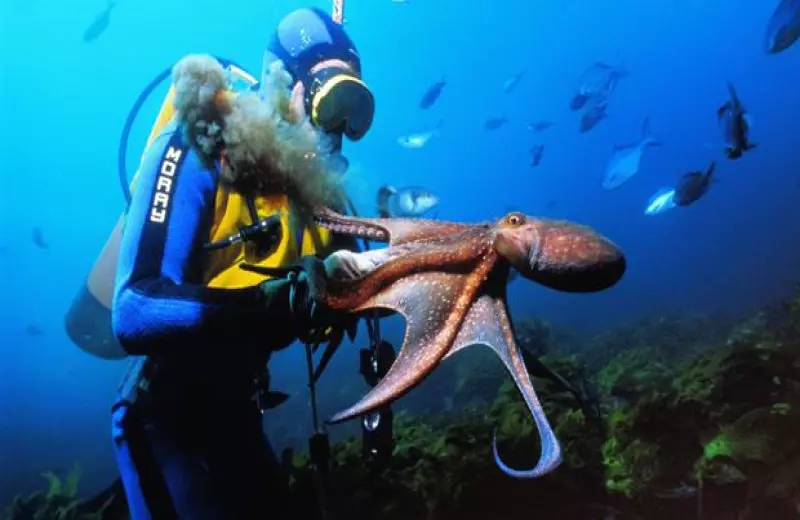 ¿Quién es este personaje que se ha convertido en el punto de conversación en todo el Mundo?