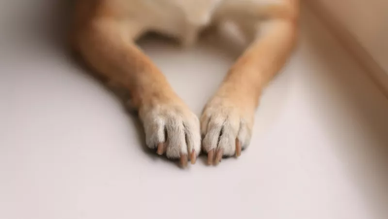 perro longevo muere.png