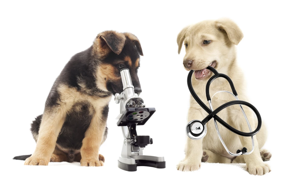 Salud veterinaria