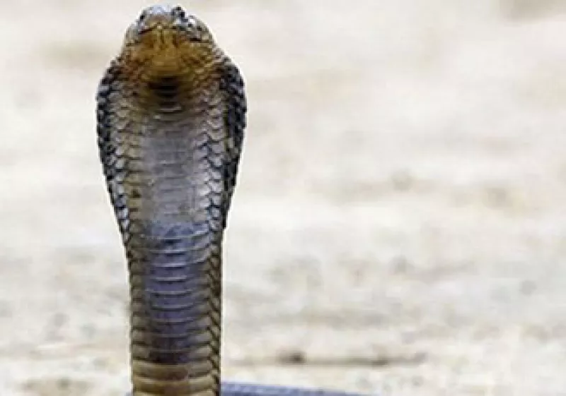 “Aguantando muy quieta en la exposición de serpientes del Museo de Historia Natural”, decía en su Twitter. (Foto: Cortesía Twitter BronxZoosCobra)