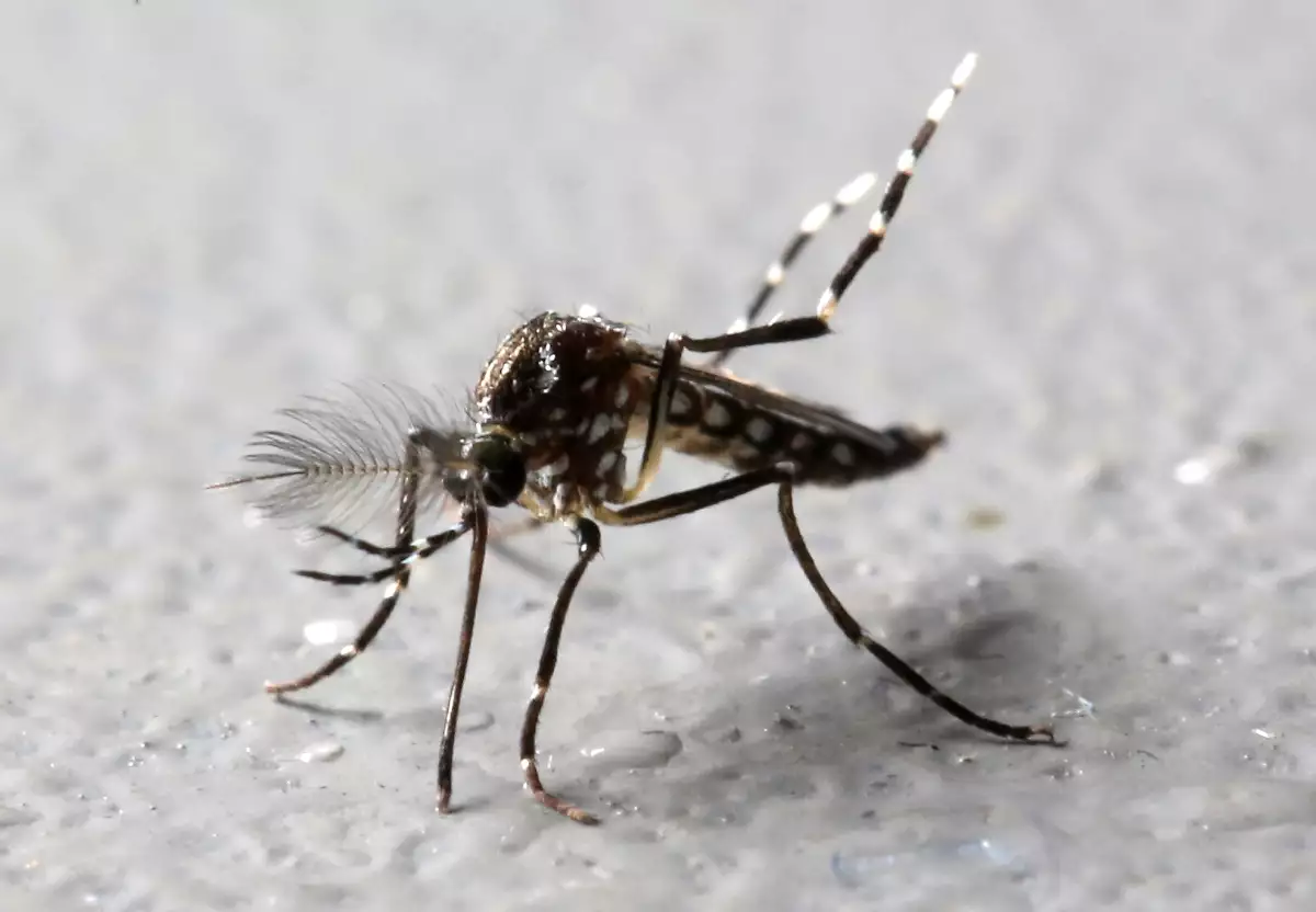 Zika