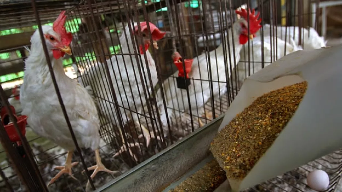 pollos gallinas gripe aviar